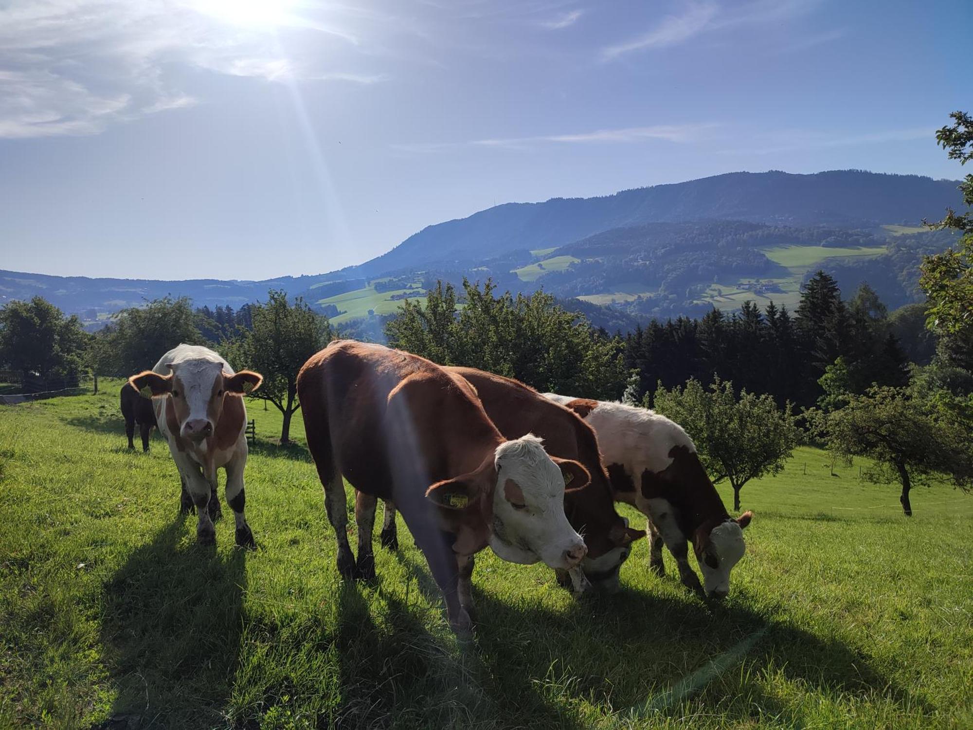 Promschhof Lägenhet Semriach Exteriör bild